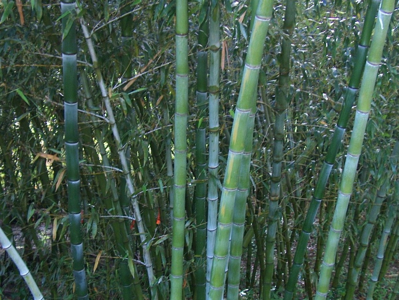 Online Plant Guide - Phyllostachys dulcis  Sweetshoot Bamboo